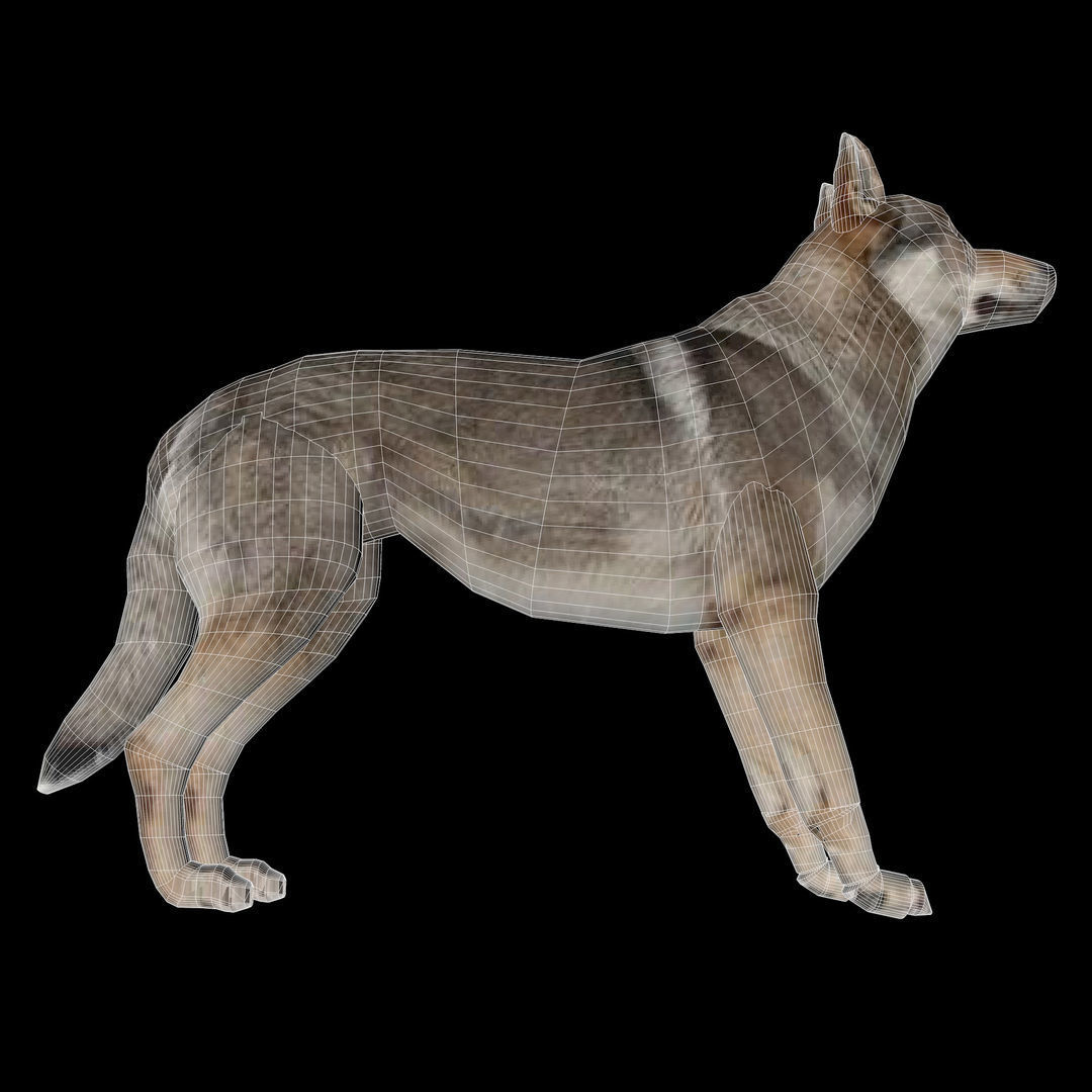 Eurasia Wolf Low-poly 3D model_16