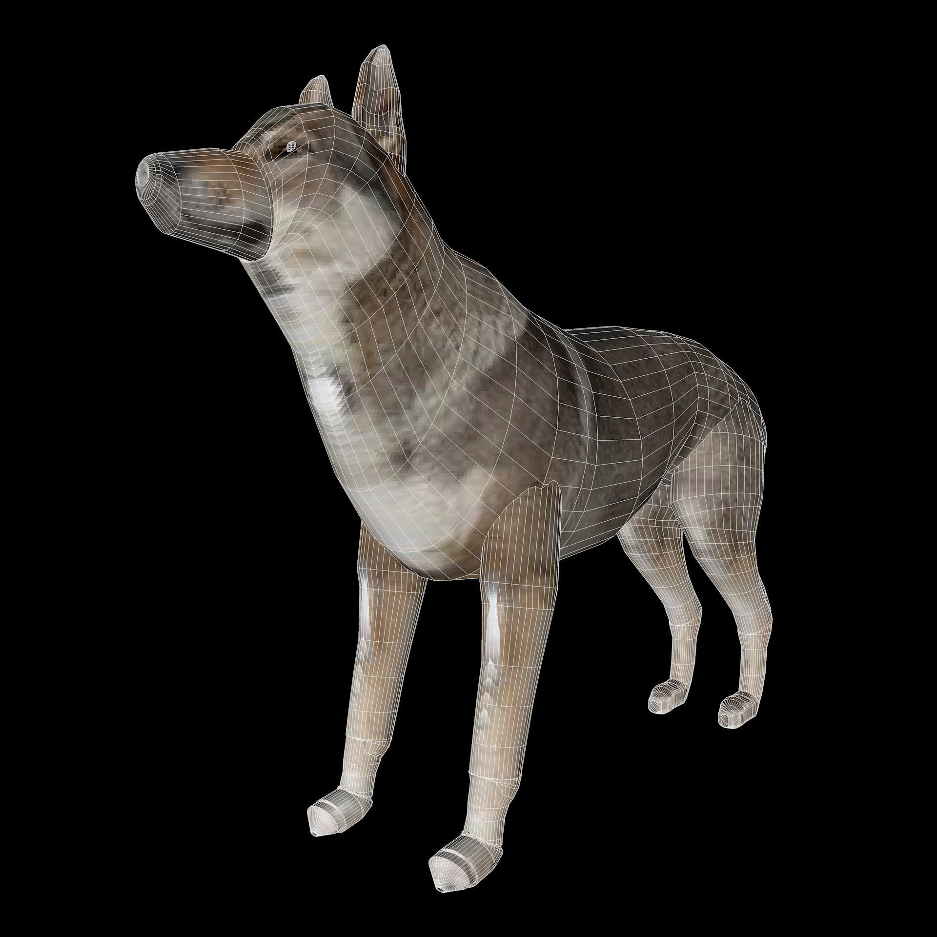 Eurasia Wolf Low-poly 3D model_15