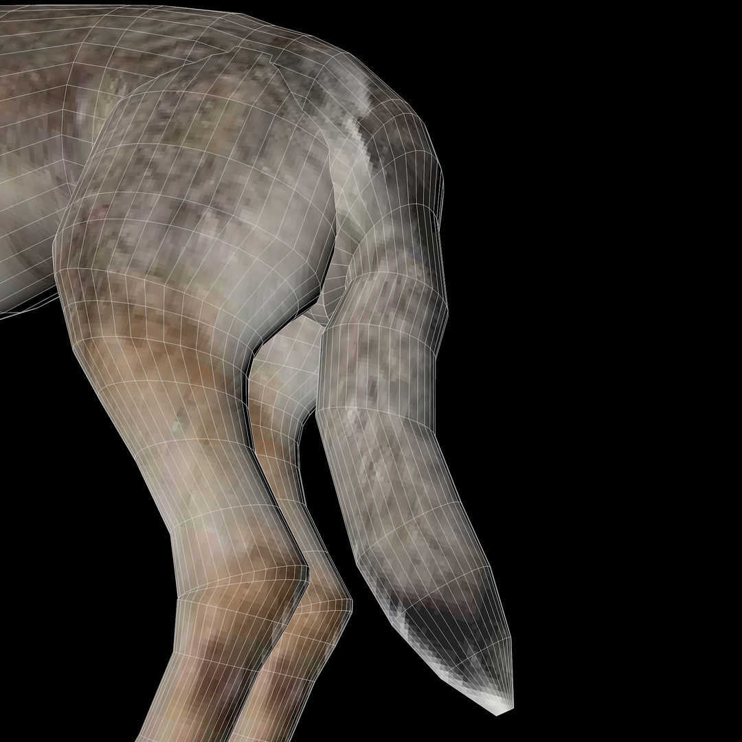 Eurasia Wolf Low-poly 3D model_17