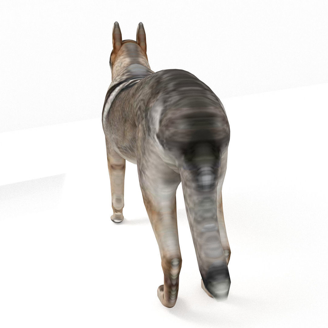 Eurasia Wolf Low-poly 3D model_9