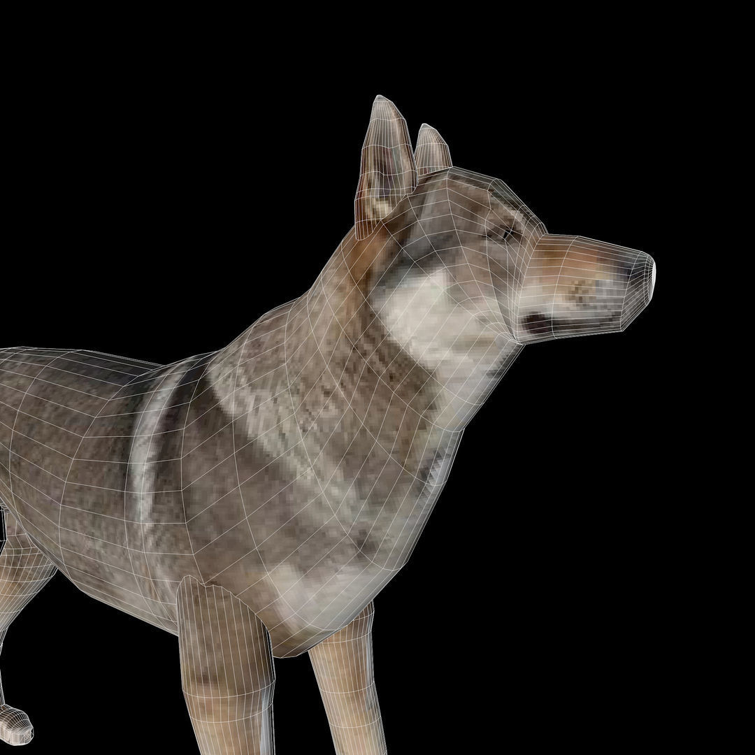 Eurasia Wolf Low-poly 3D model_11