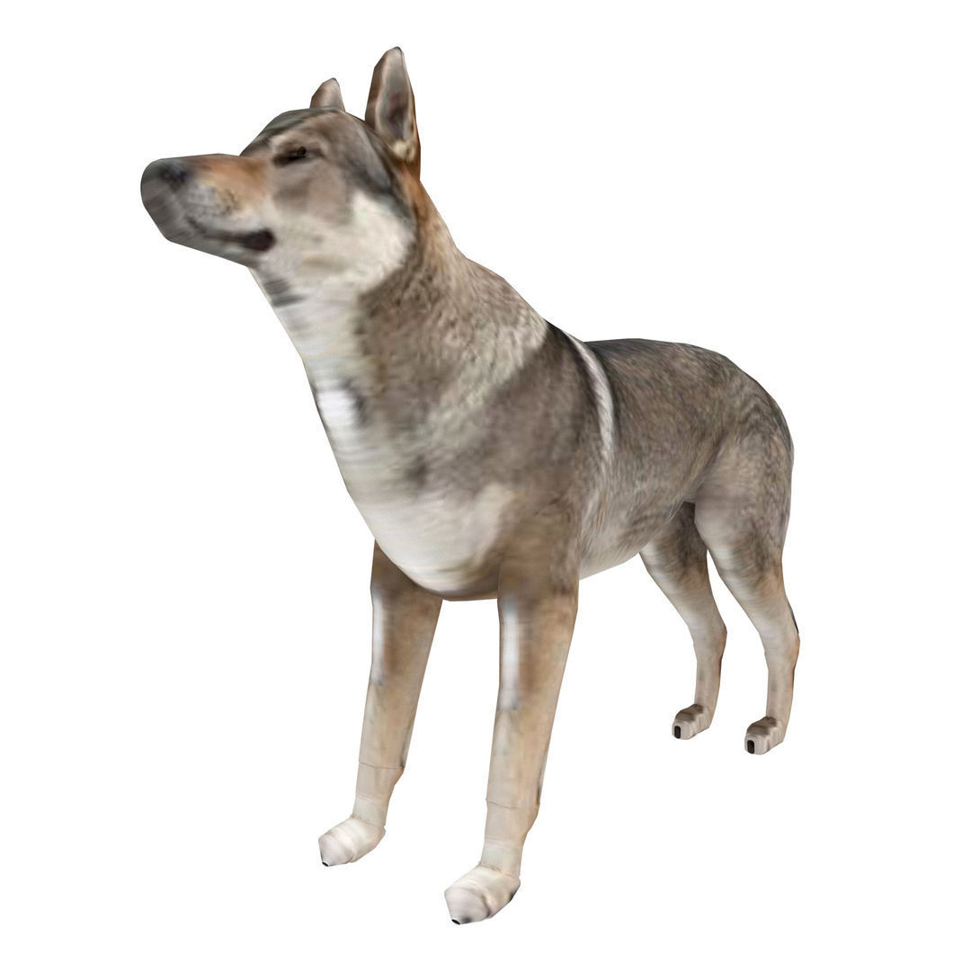 Eurasia Wolf Low-poly 3D model_4