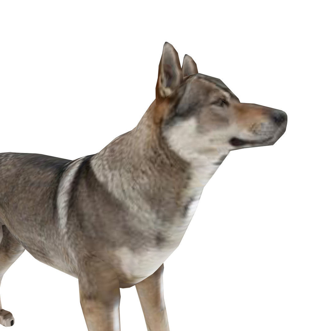 Eurasia Wolf Low-poly 3D model_1