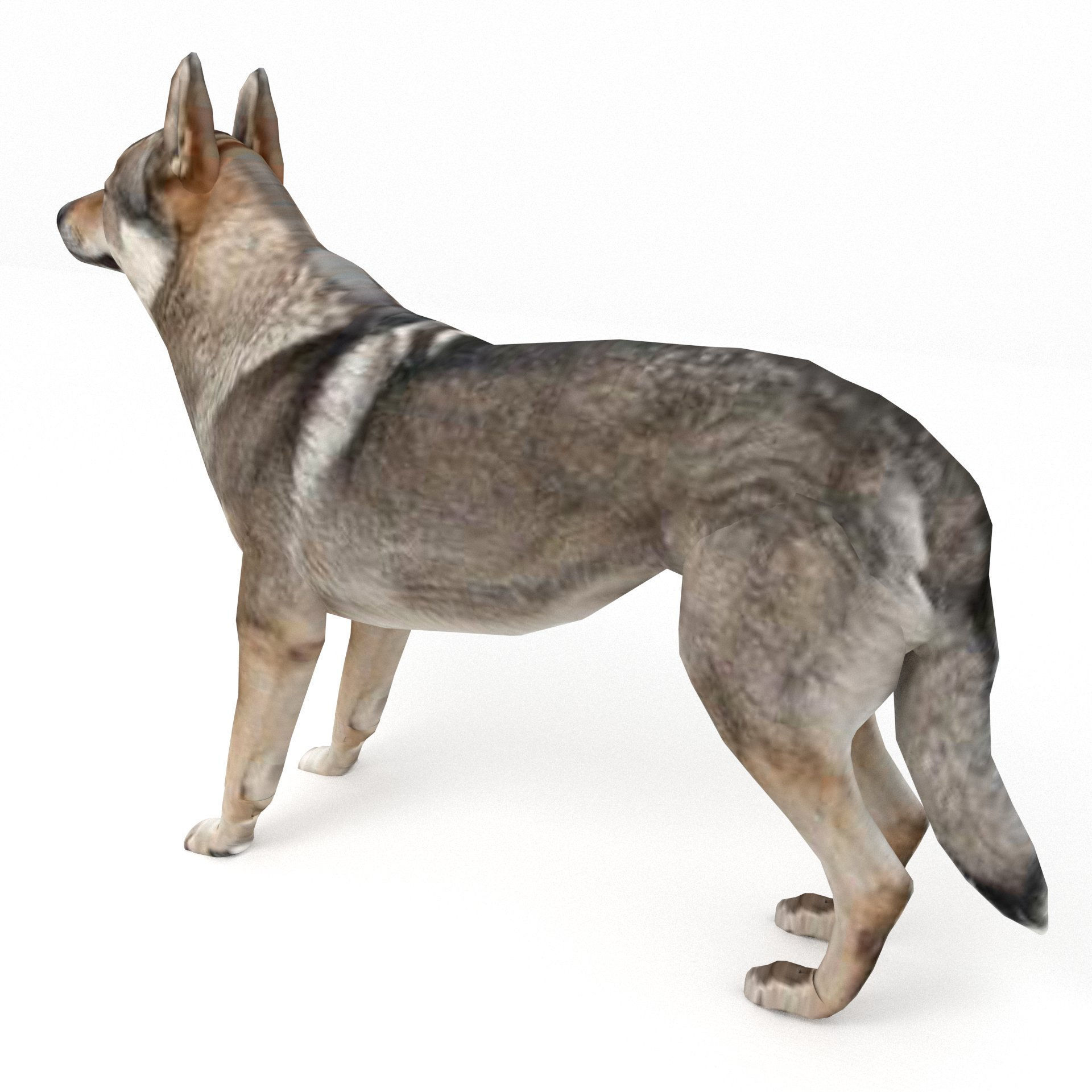 Eurasia Wolf Low-poly 3D model_5