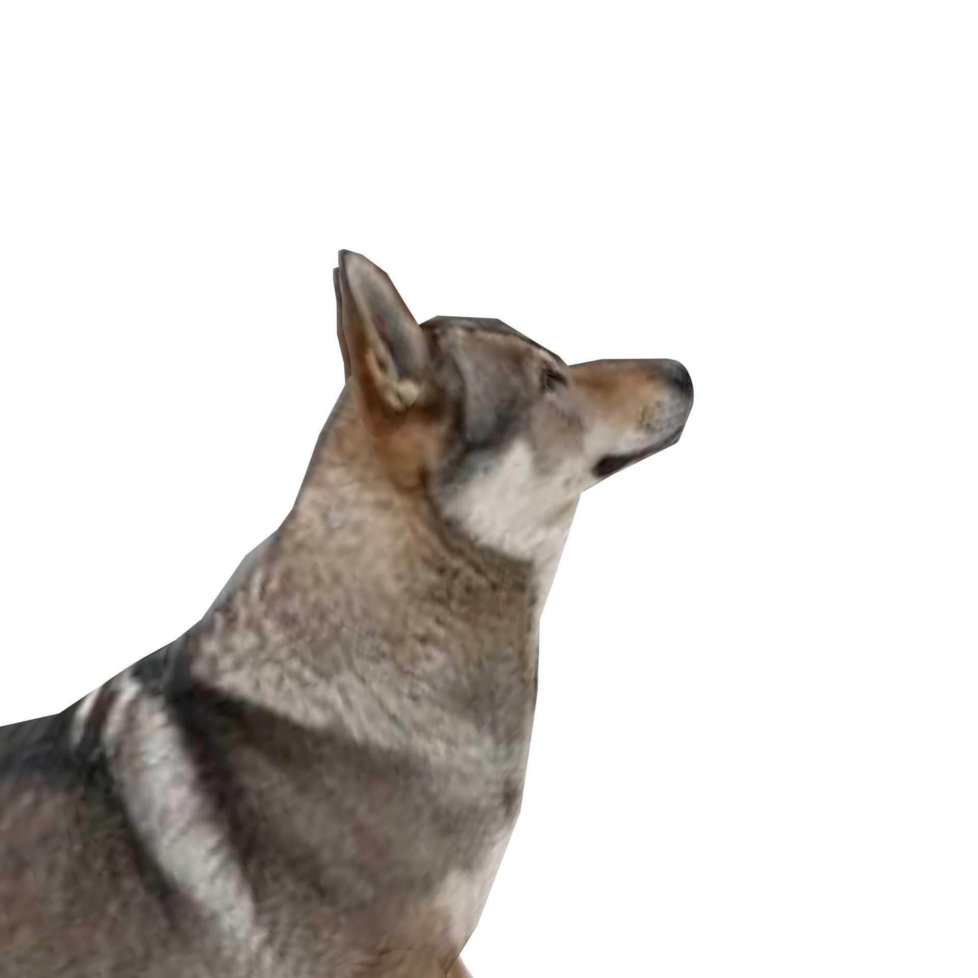 Eurasia Wolf Low-poly 3D model_8