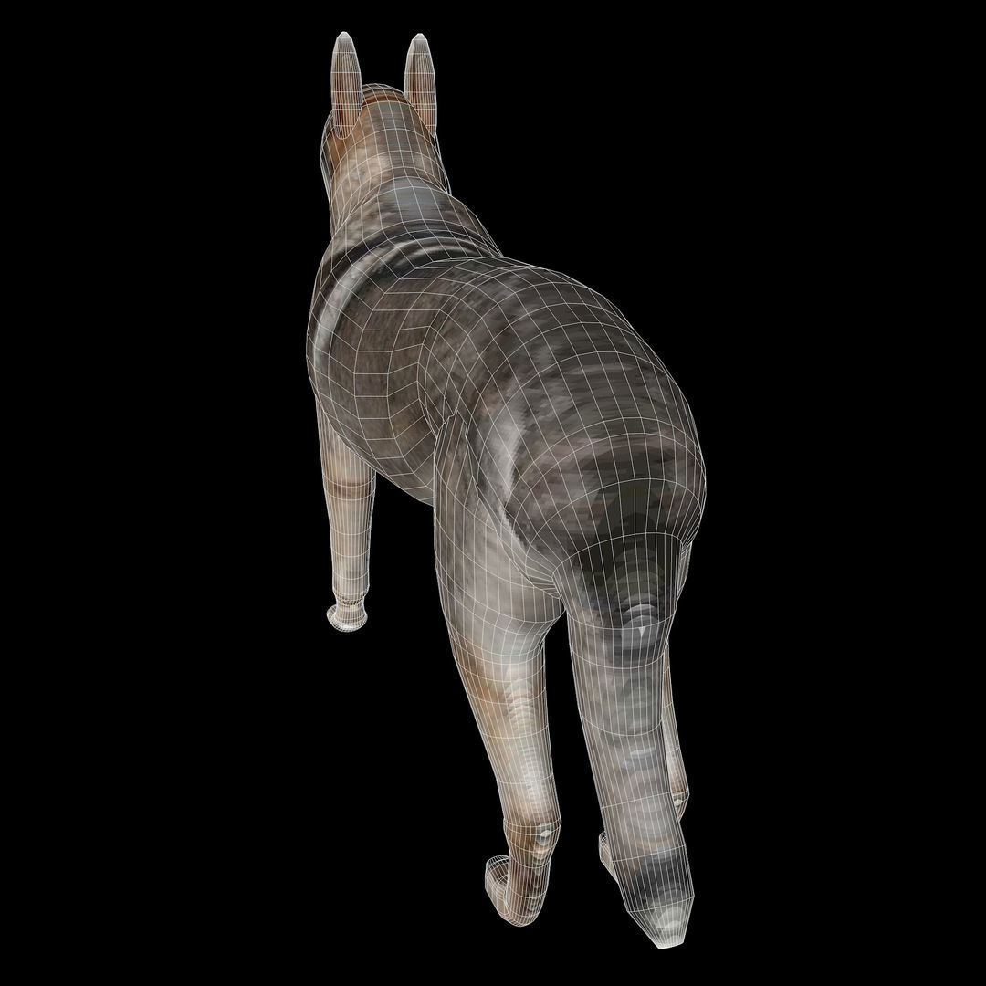 Eurasia Wolf Low-poly 3D model_20