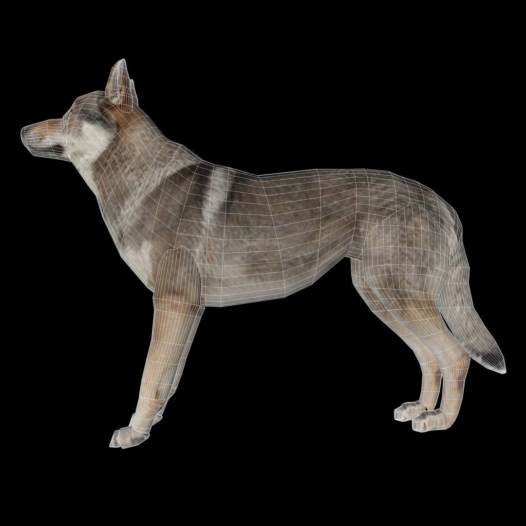 Eurasia Wolf Low-poly 3D model_22