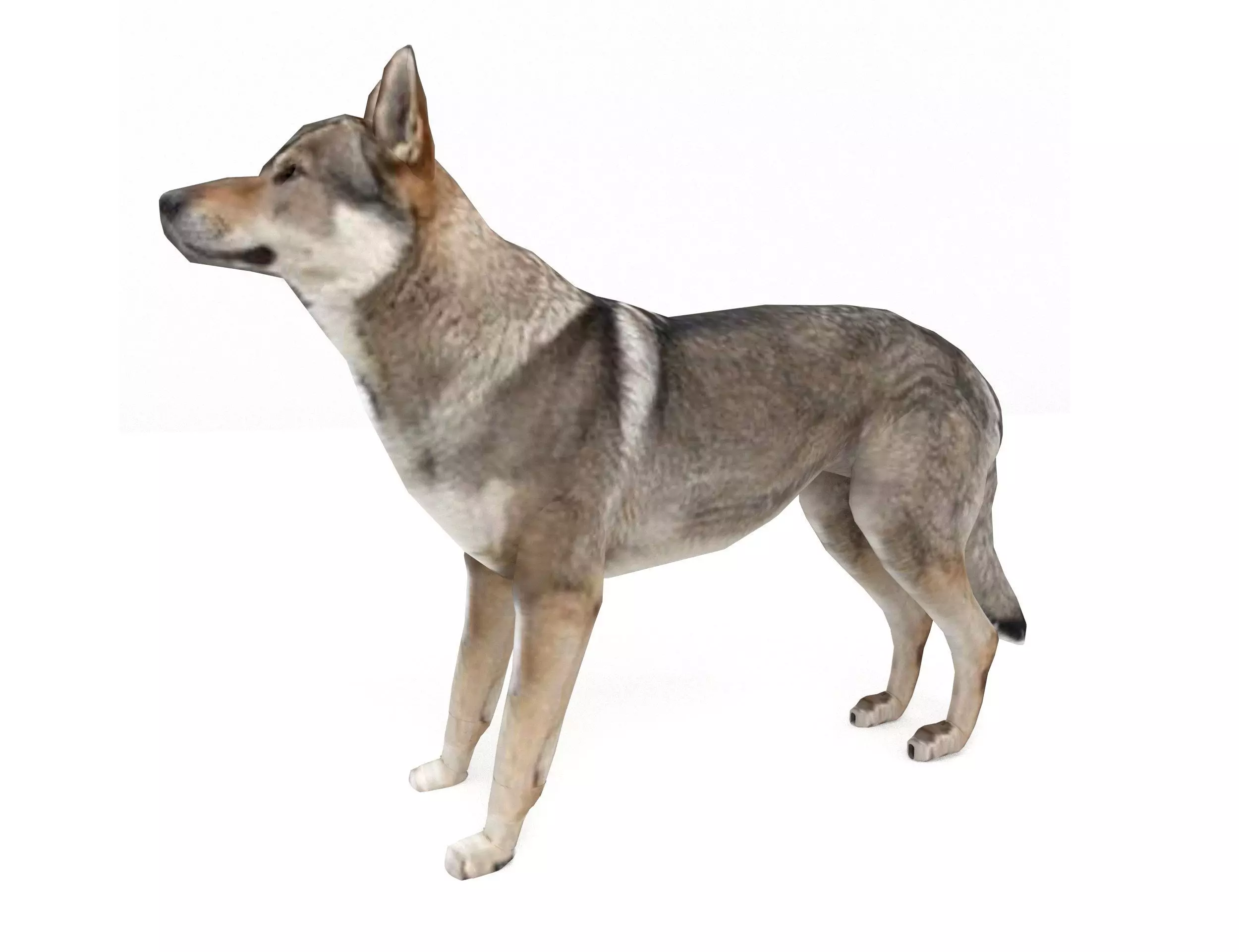 Eurasia Wolf Low-poly 3D model_0