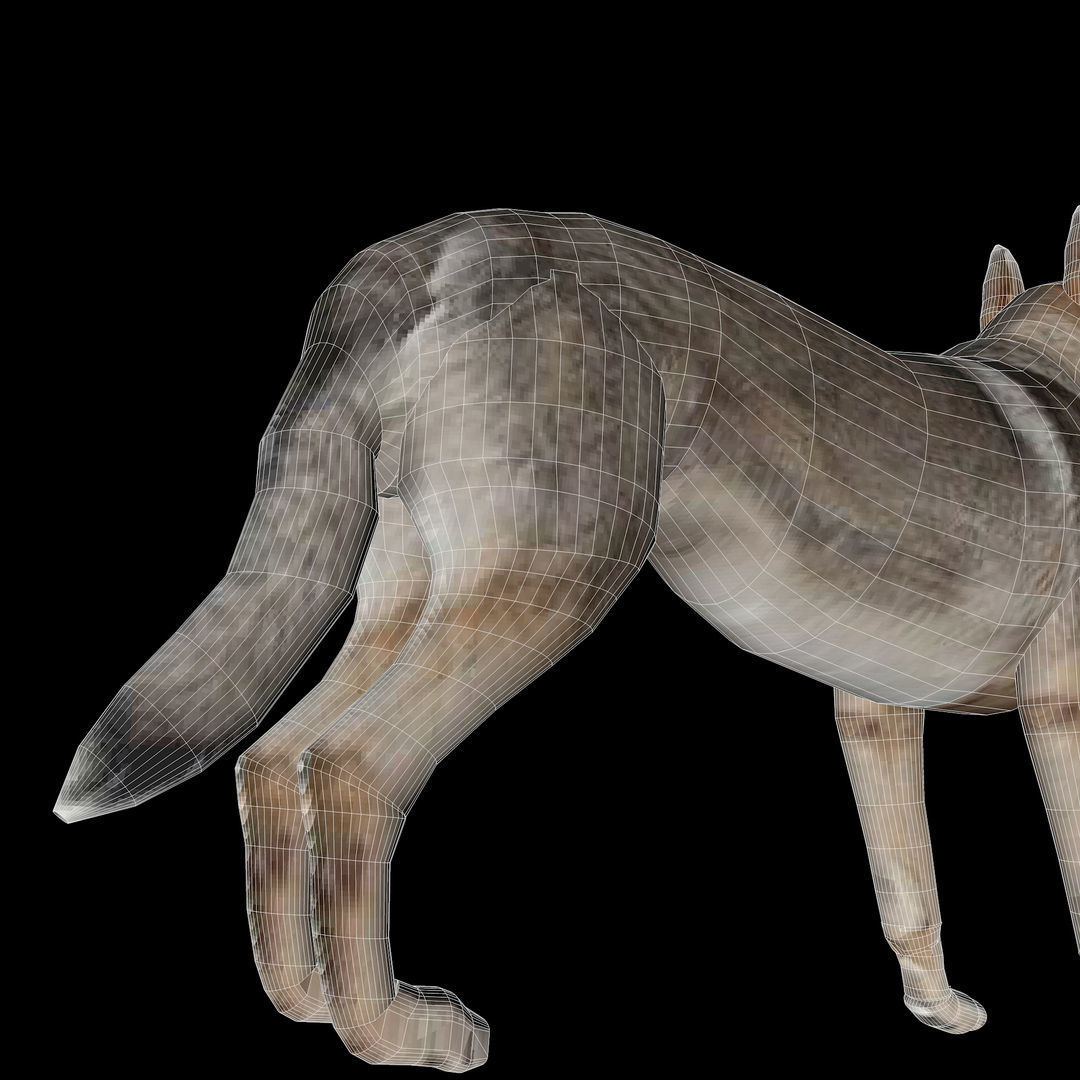 Eurasia Wolf Low-poly 3D model_14