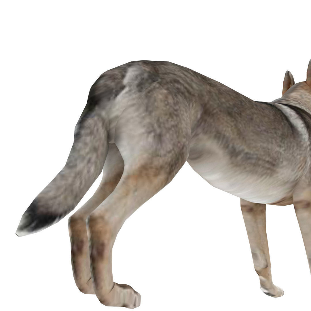 Eurasia Wolf Low-poly 3D model_2