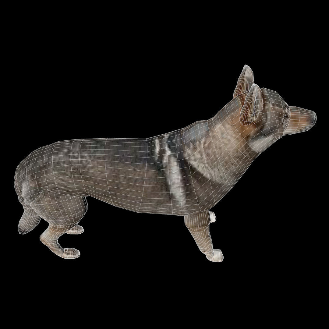 Eurasia Wolf Low-poly 3D model_18