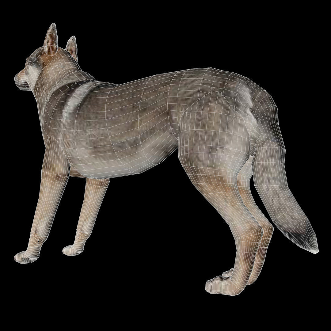 Eurasia Wolf Low-poly 3D model_21