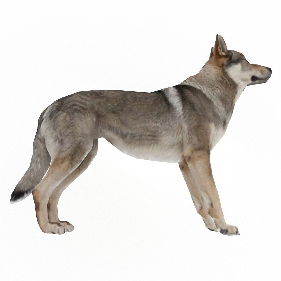Eurasia Wolf Low-poly 3D model_10