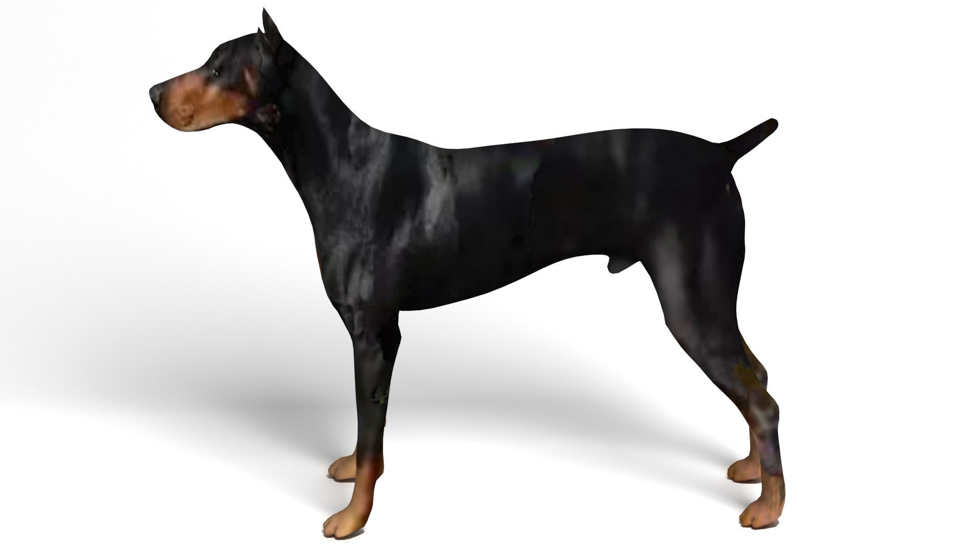 Doberman Dog Low-poly 3D model_7