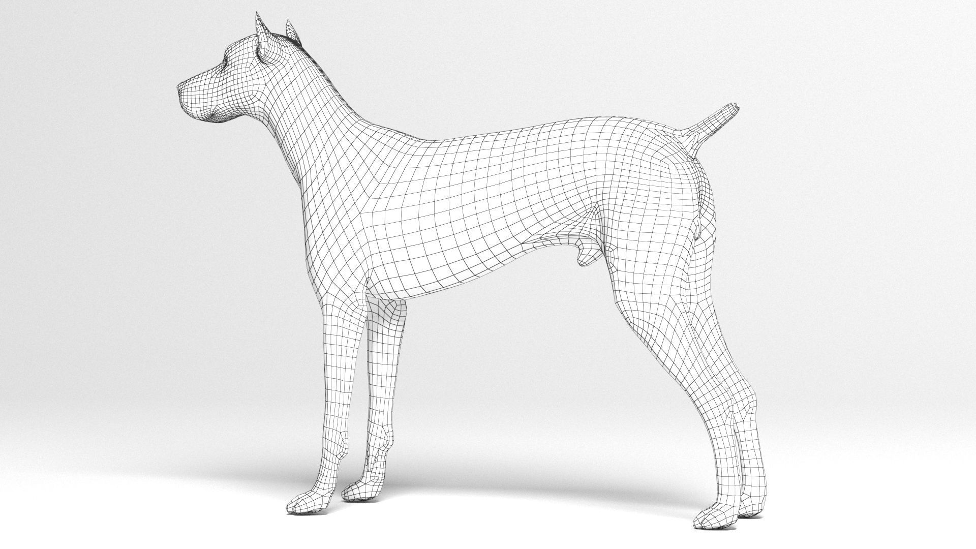 Doberman Dog Low-poly 3D model_15