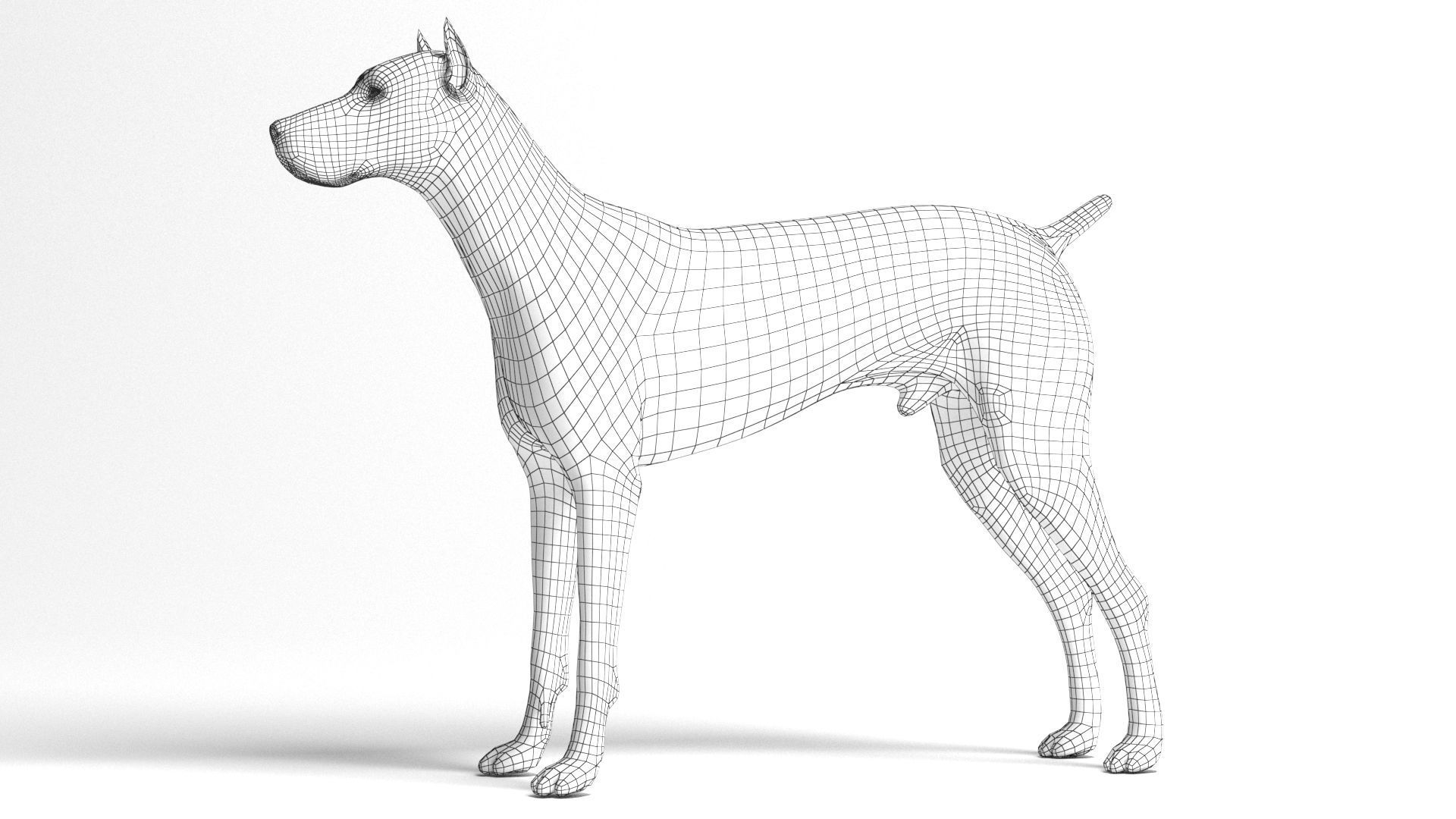 Doberman Dog Low-poly 3D model_11