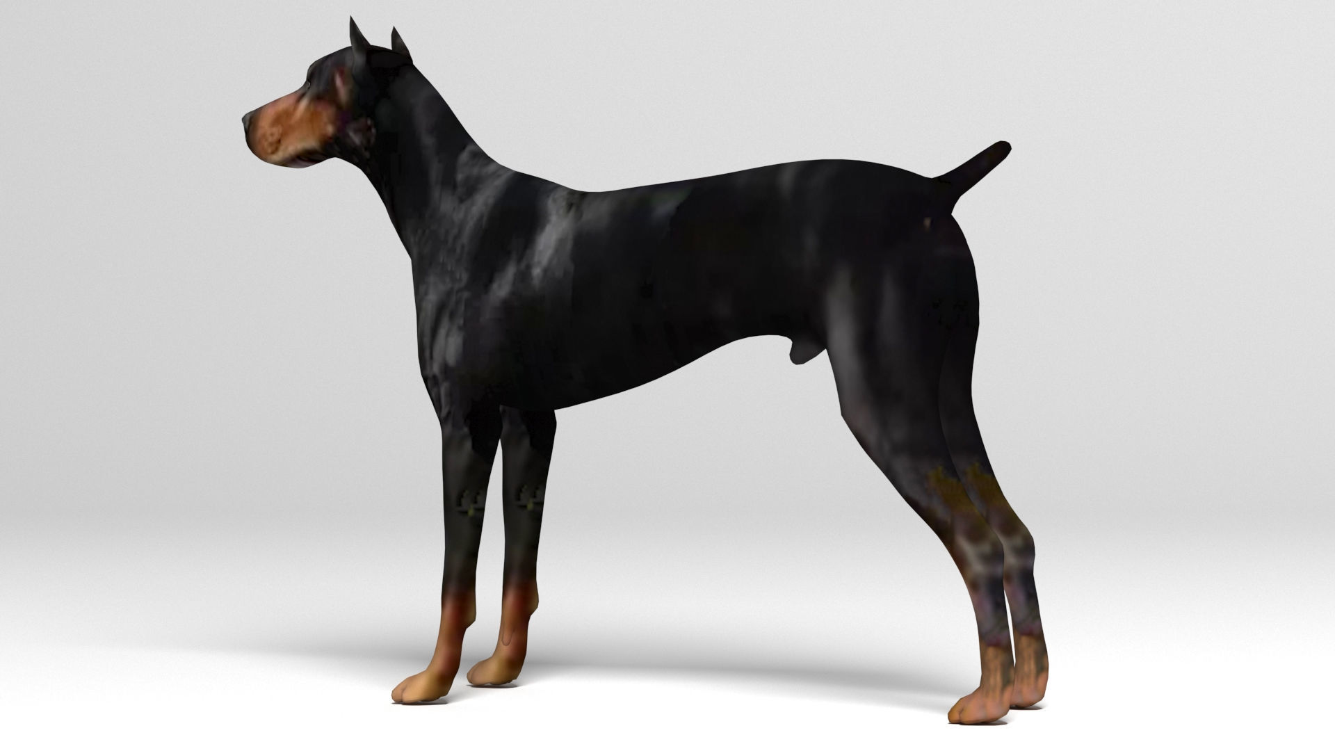 Doberman Dog Low-poly 3D model_6
