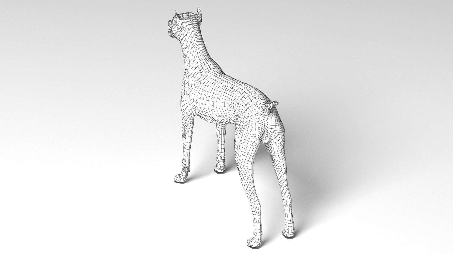 Doberman Dog Low-poly 3D model_14