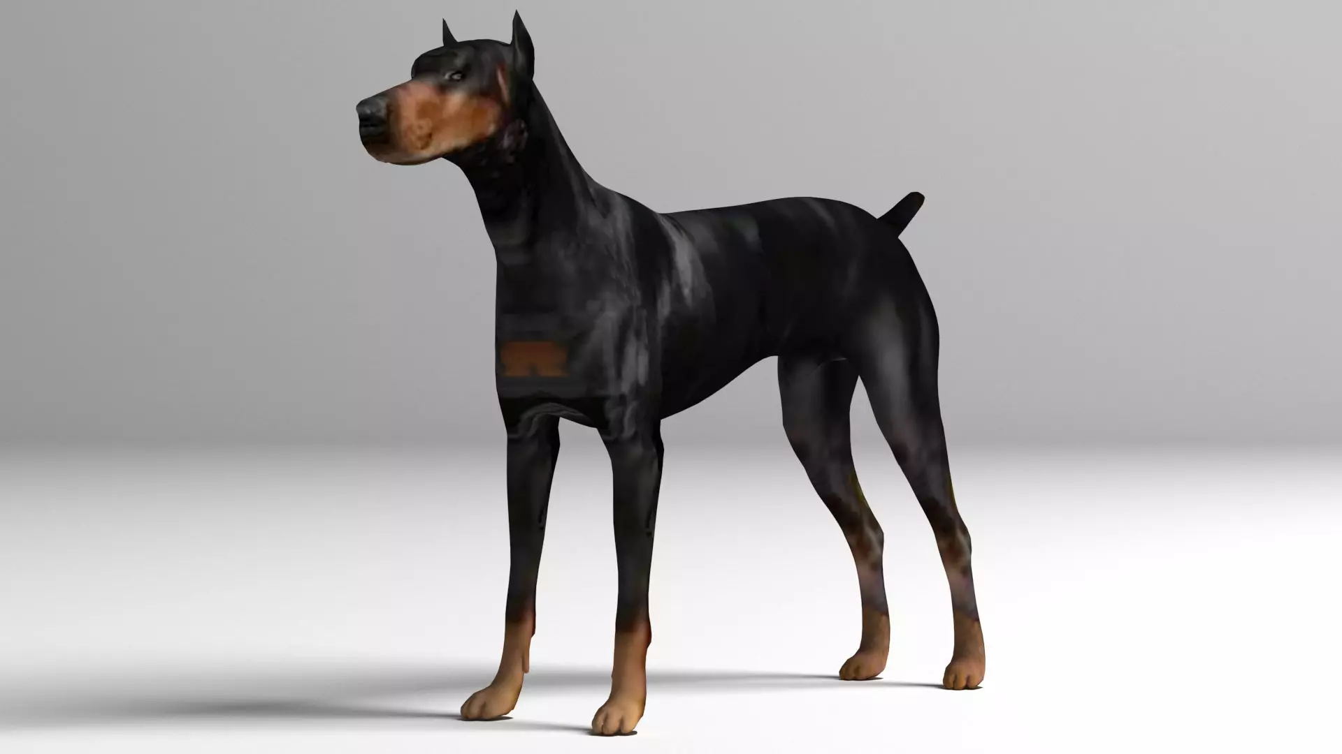Doberman Dog Low-poly 3D model_0