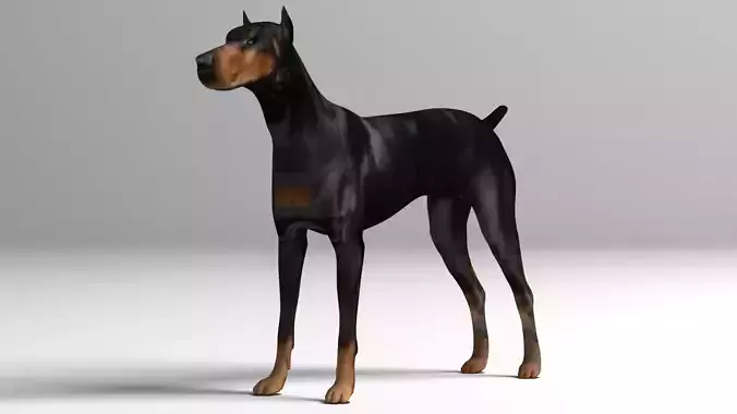 Doberman Dog
