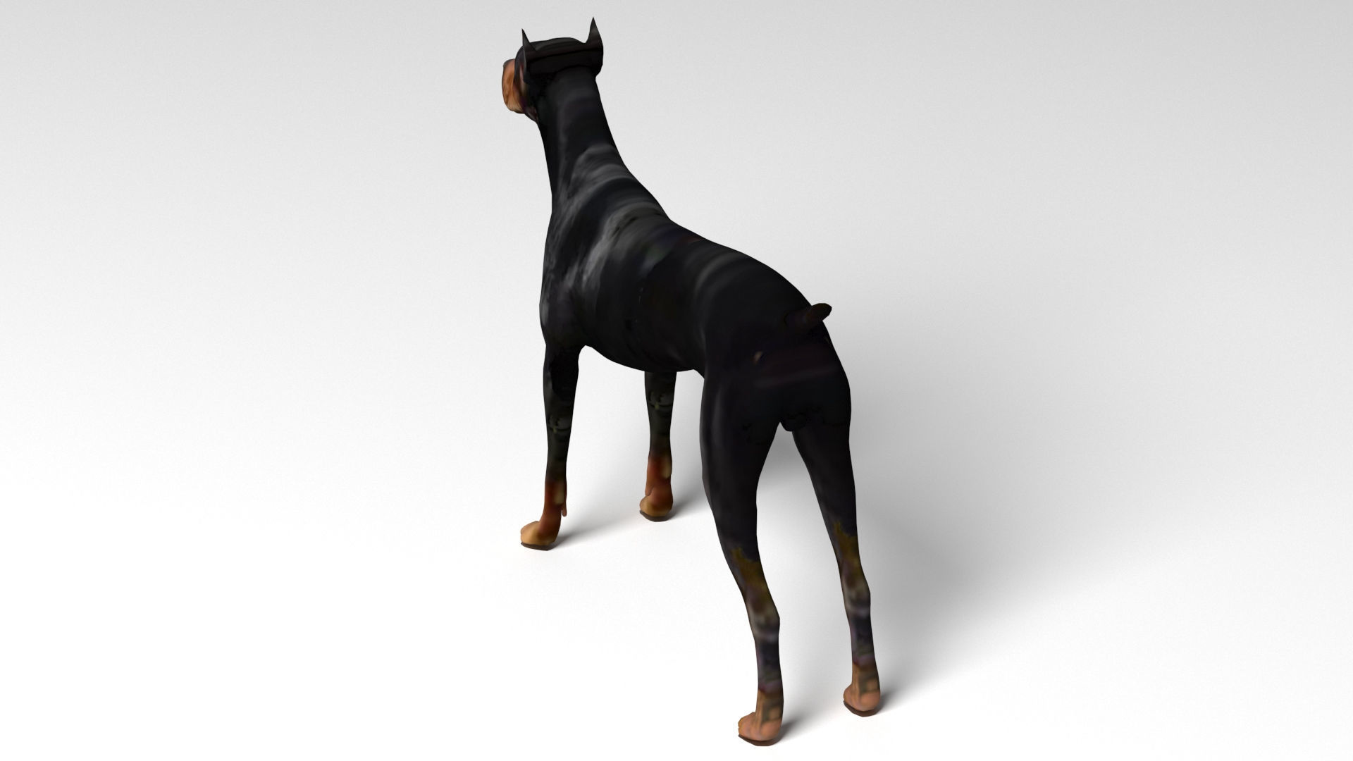 Doberman Dog Low-poly 3D model_1