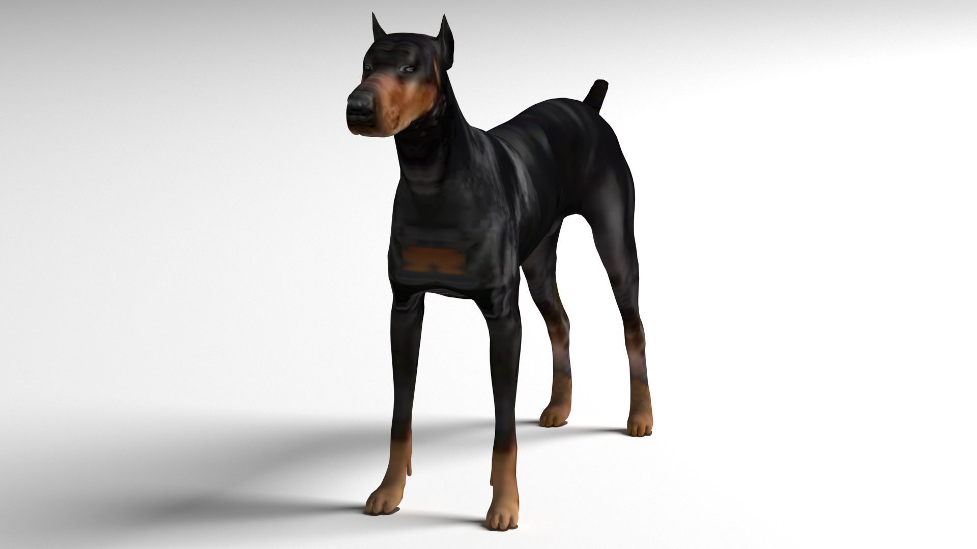 Doberman Dog Low-poly 3D model_2