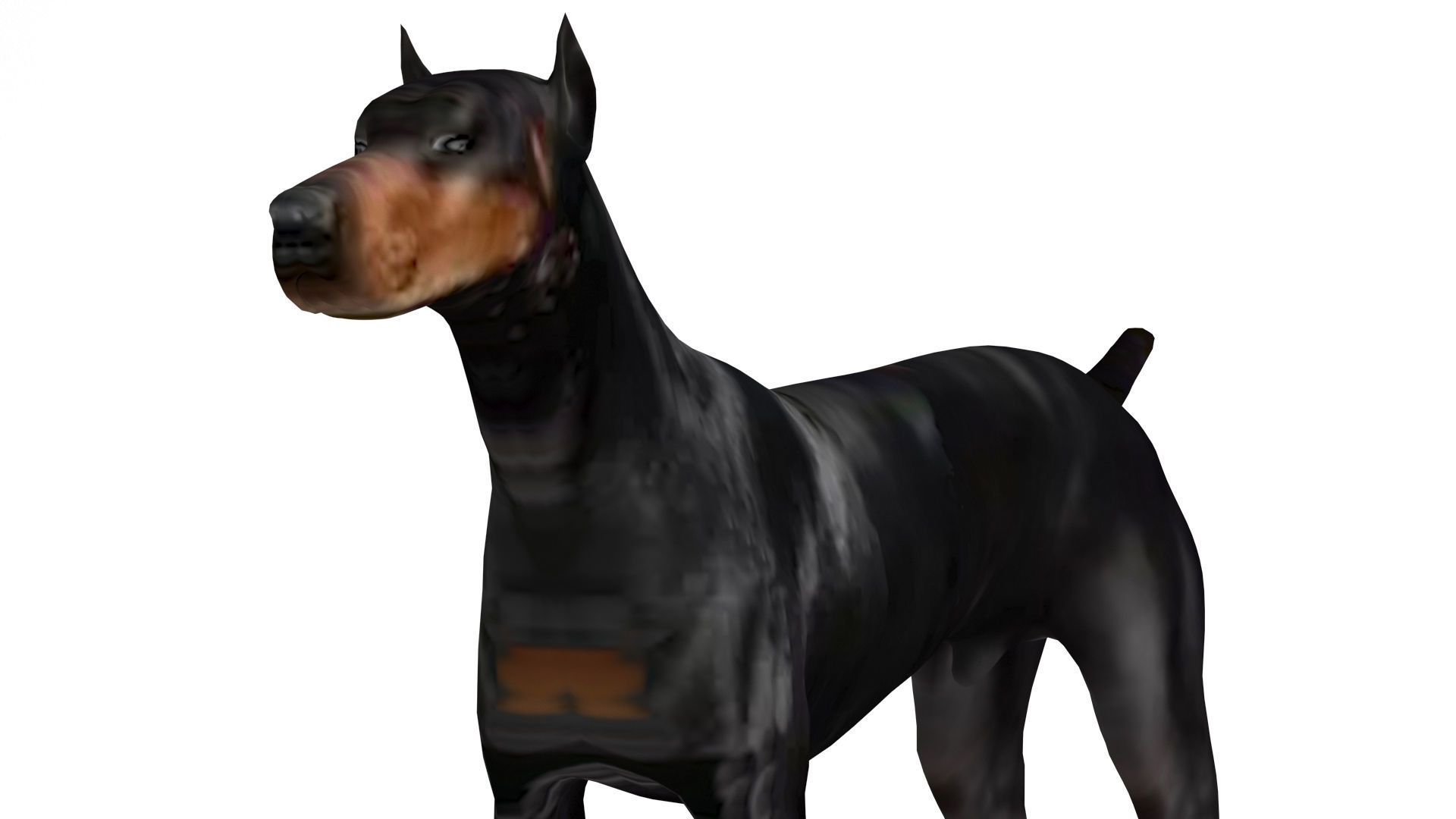 Doberman Dog Low-poly 3D model_4