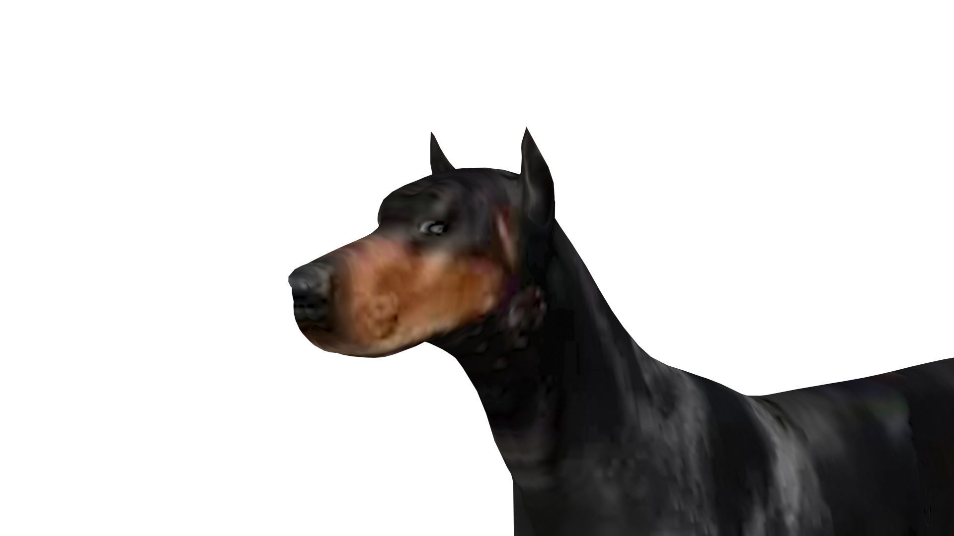 Doberman Dog Low-poly 3D model_5
