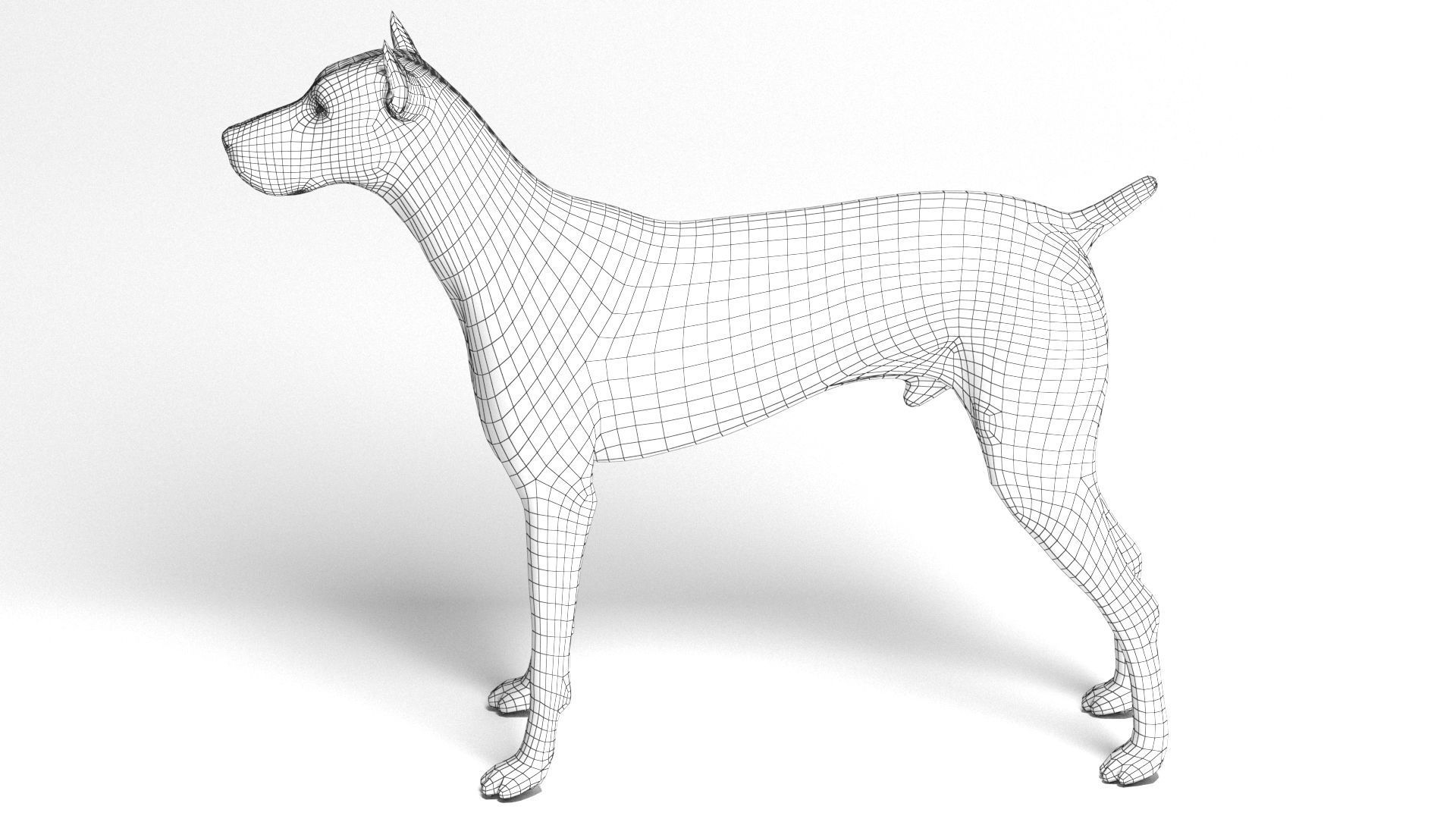 Doberman Dog Low-poly 3D model_13