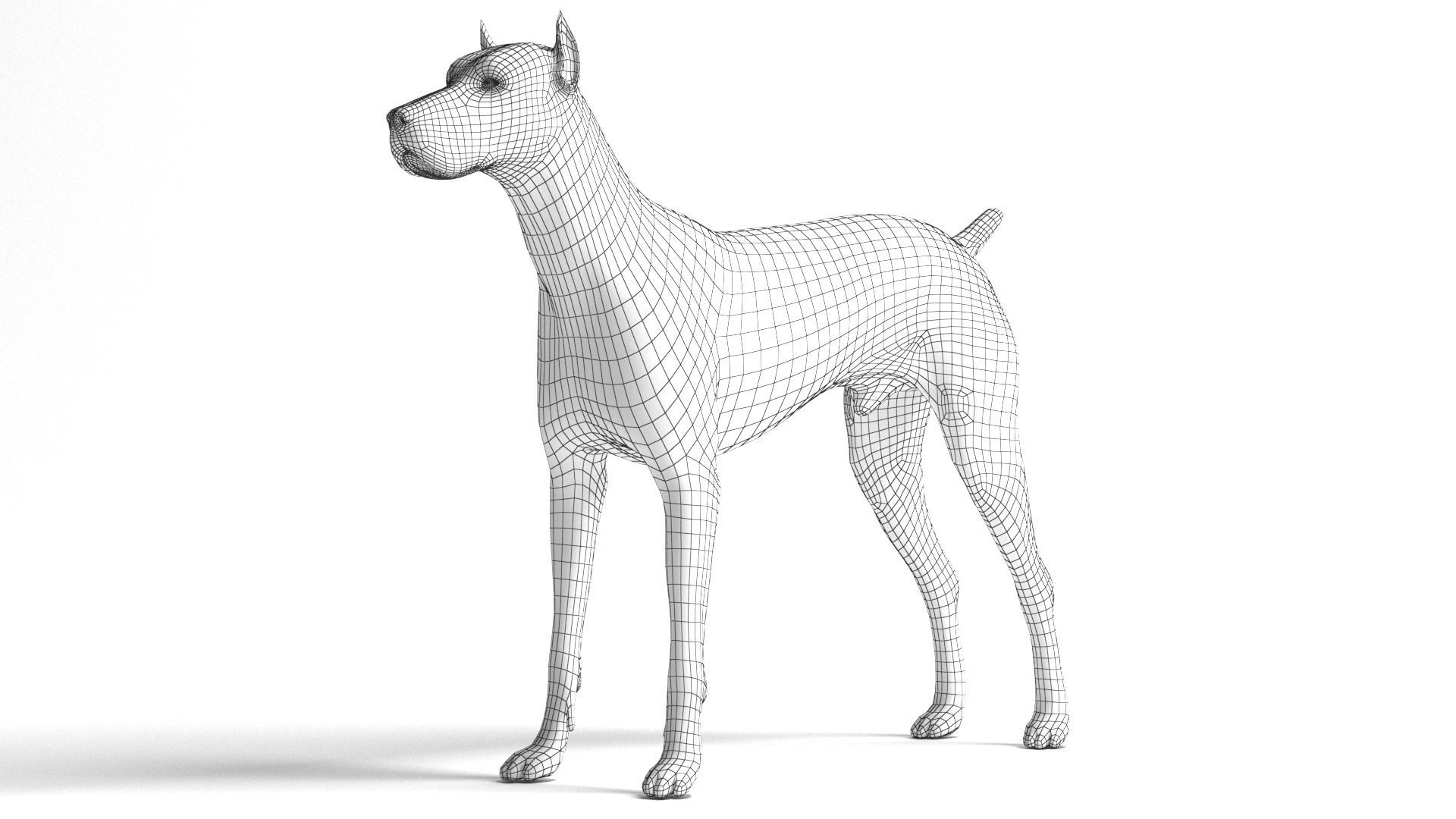 Doberman Dog Low-poly 3D model_8