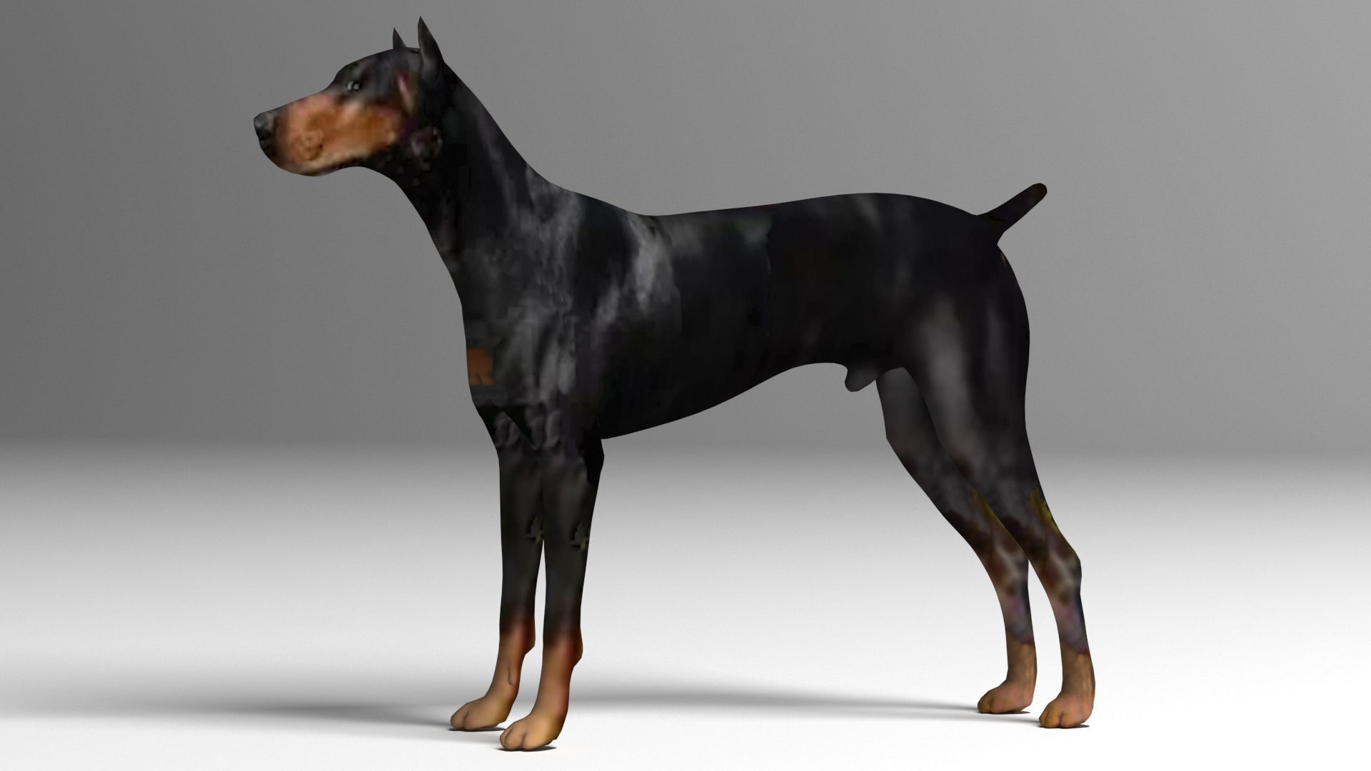 Doberman Dog Low-poly 3D model_3