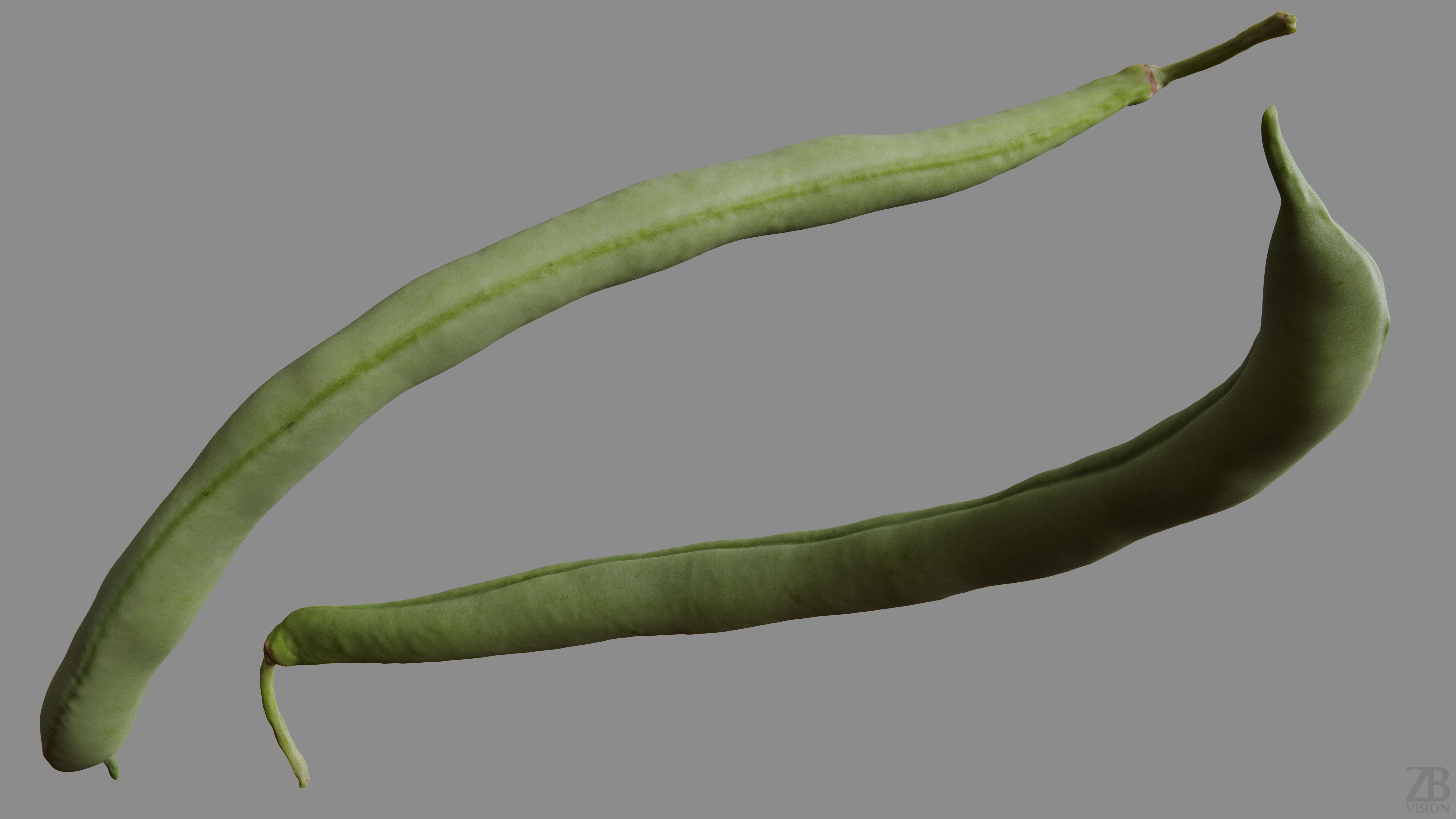 Bean Pod 3D model_8