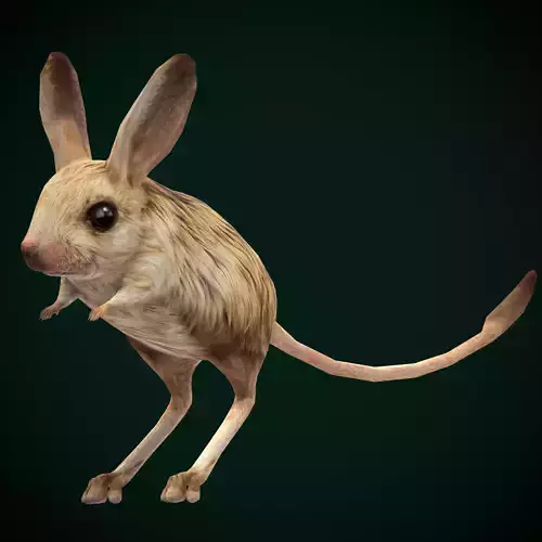 Long-eared Jerboa Rodent Low-poly 3D model