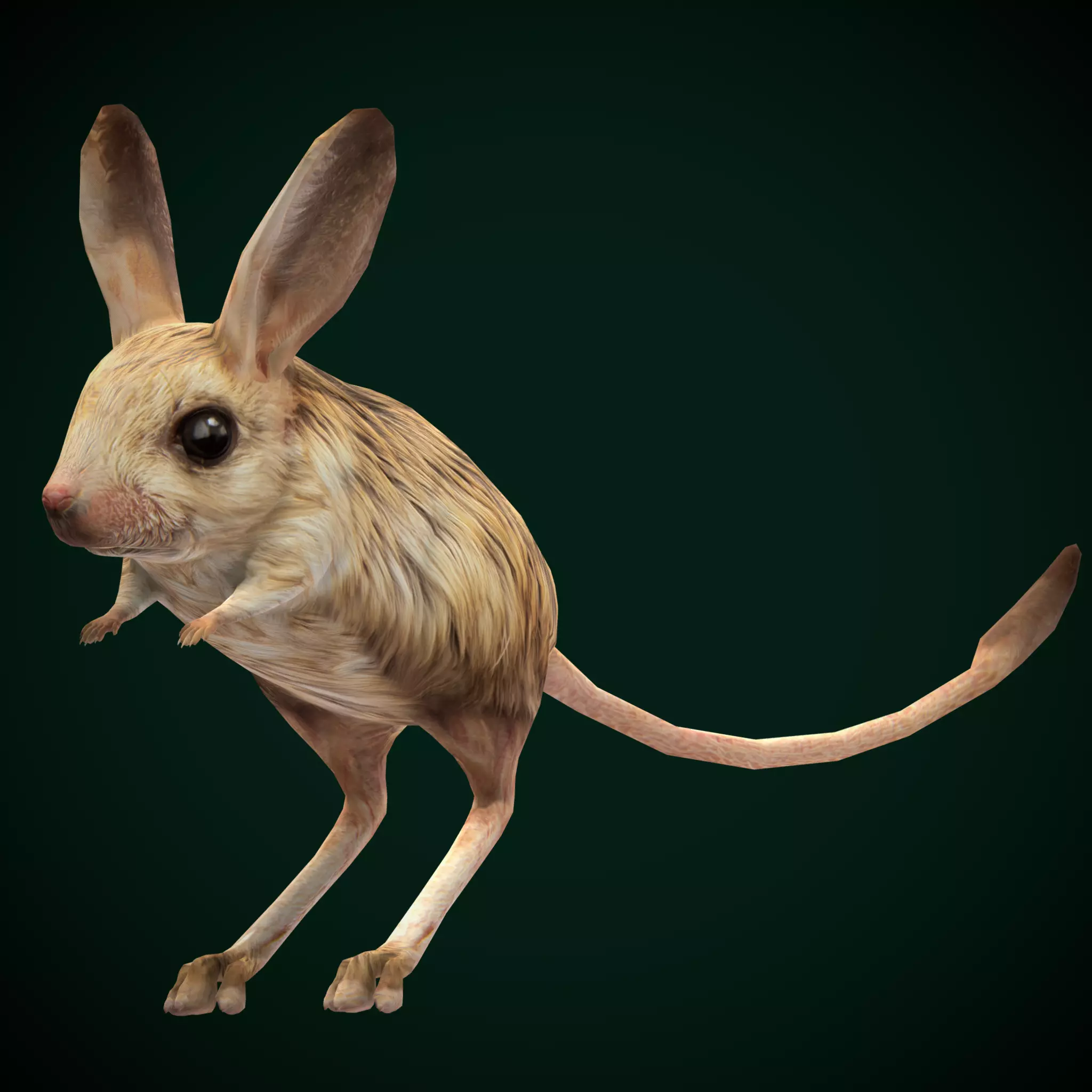 Long-eared Jerboa Rodent Low-poly 3D model