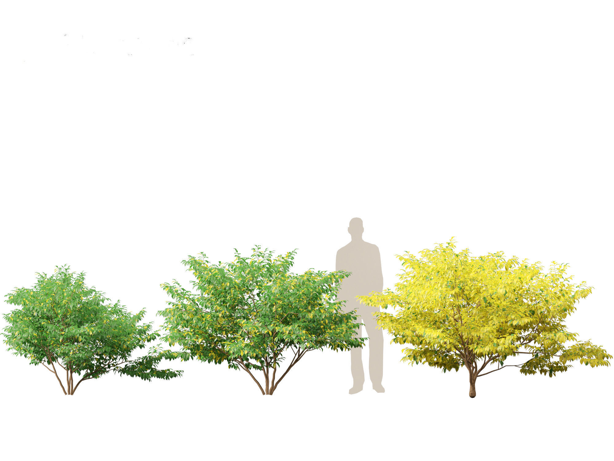 Lindera benzoin - Spicebush 3D model_4