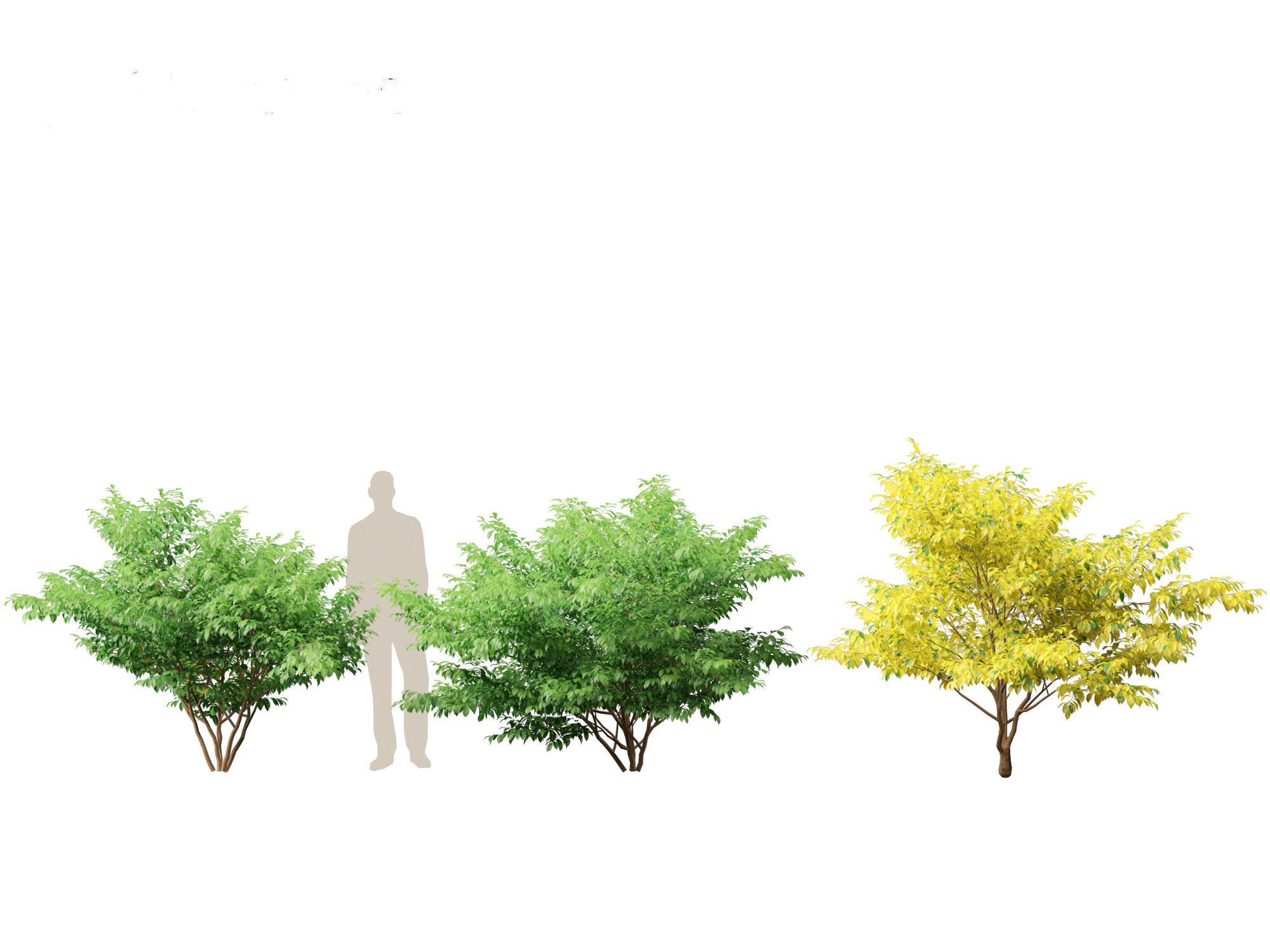 Lindera benzoin - Spicebush 3D model_6