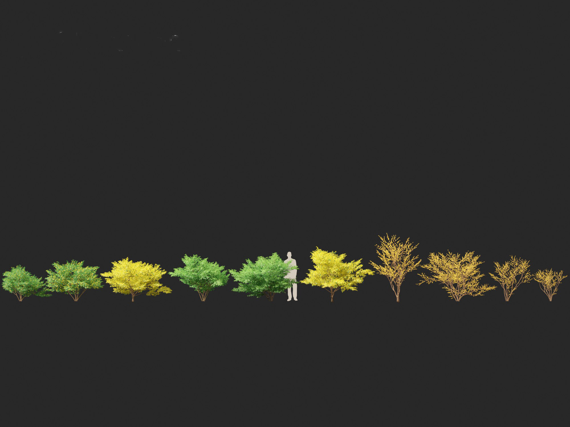 Lindera benzoin - Spicebush 3D model_3