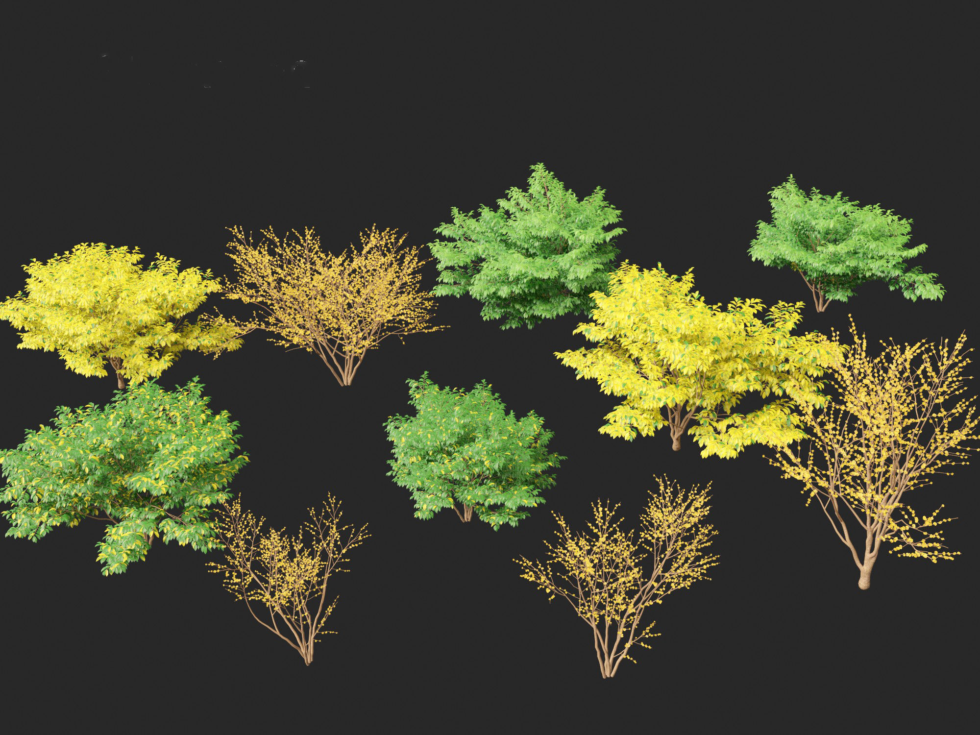 Lindera benzoin - Spicebush 3D model_2