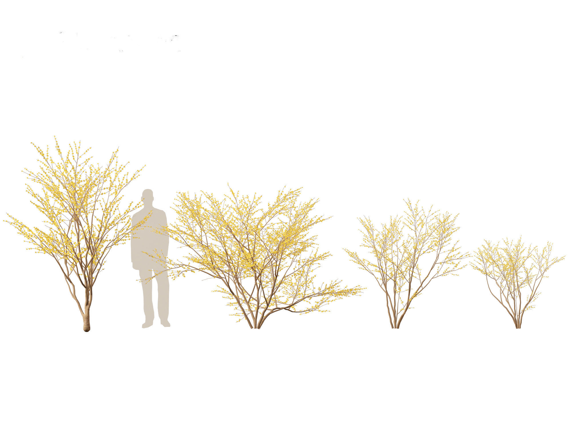 Lindera benzoin - Spicebush 3D model_8