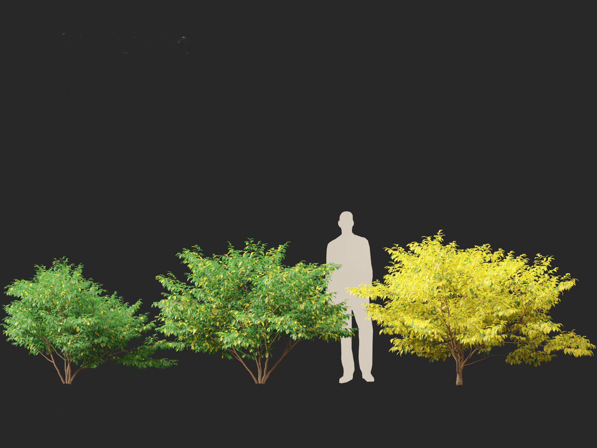 Lindera benzoin - Spicebush 3D model_5