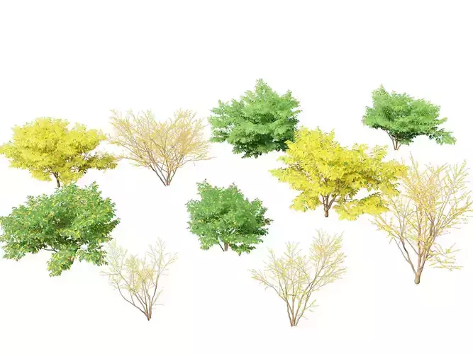 Lindera benzoin - Spicebush