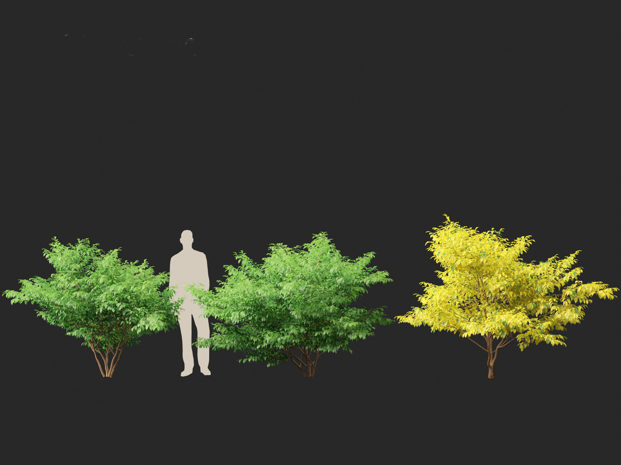 Lindera benzoin - Spicebush 3D model_7