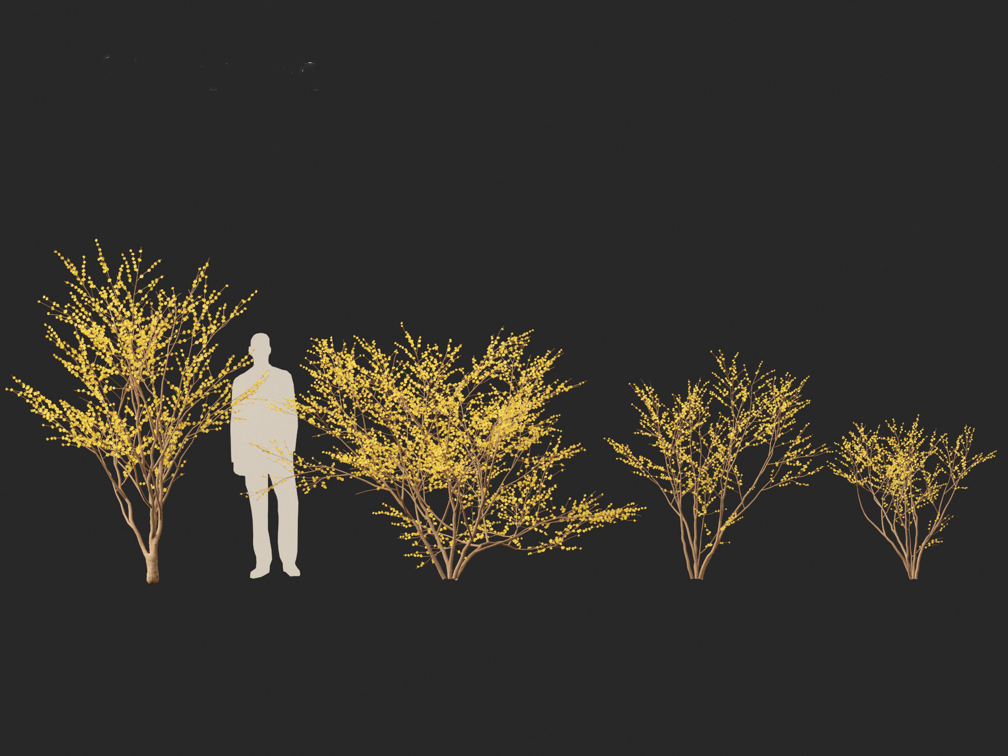 Lindera benzoin - Spicebush 3D model_9