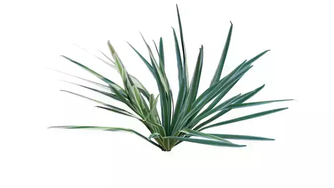 DIANELLA TROPICAL PLANTS