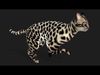 LeopardCat A2 3D model_1