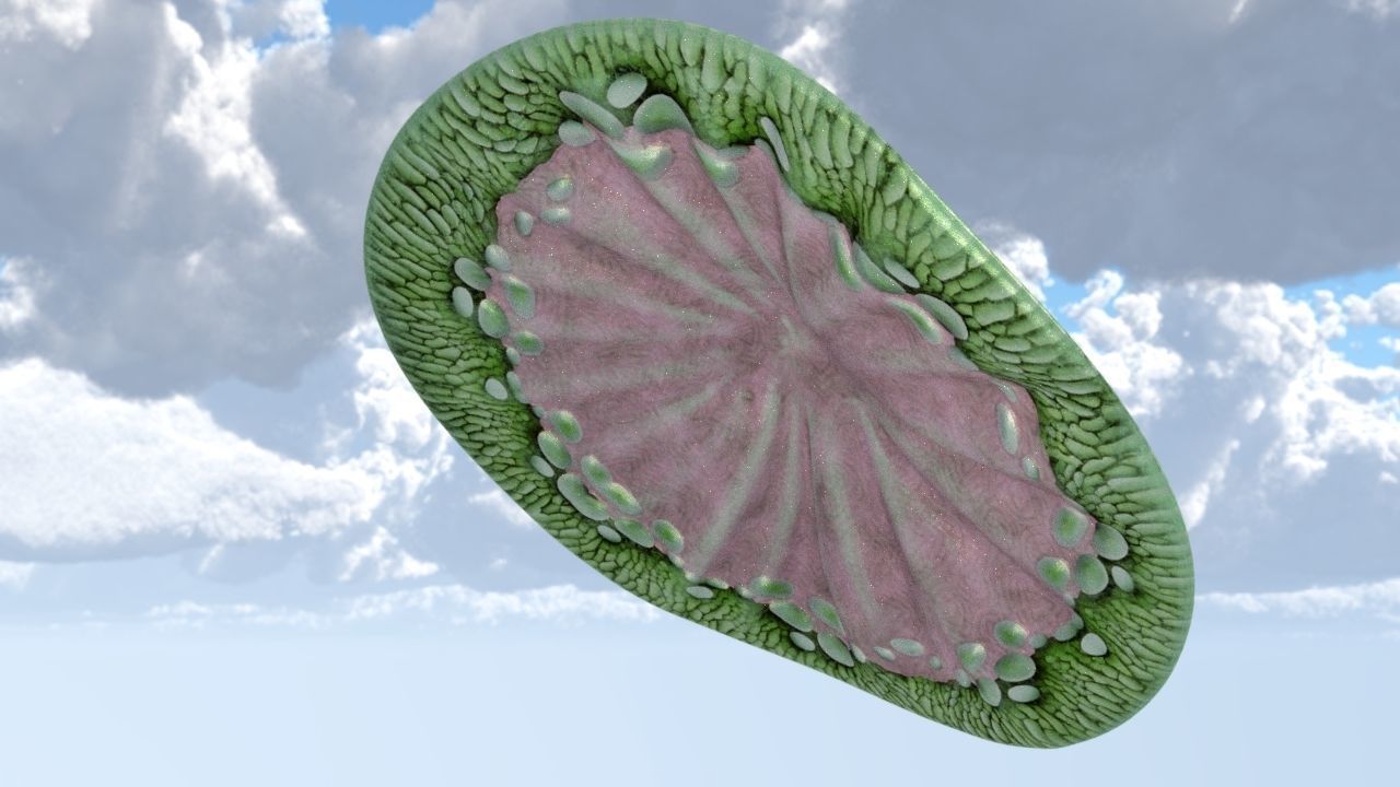 Cap Mushroom Low-poly 3D model_2