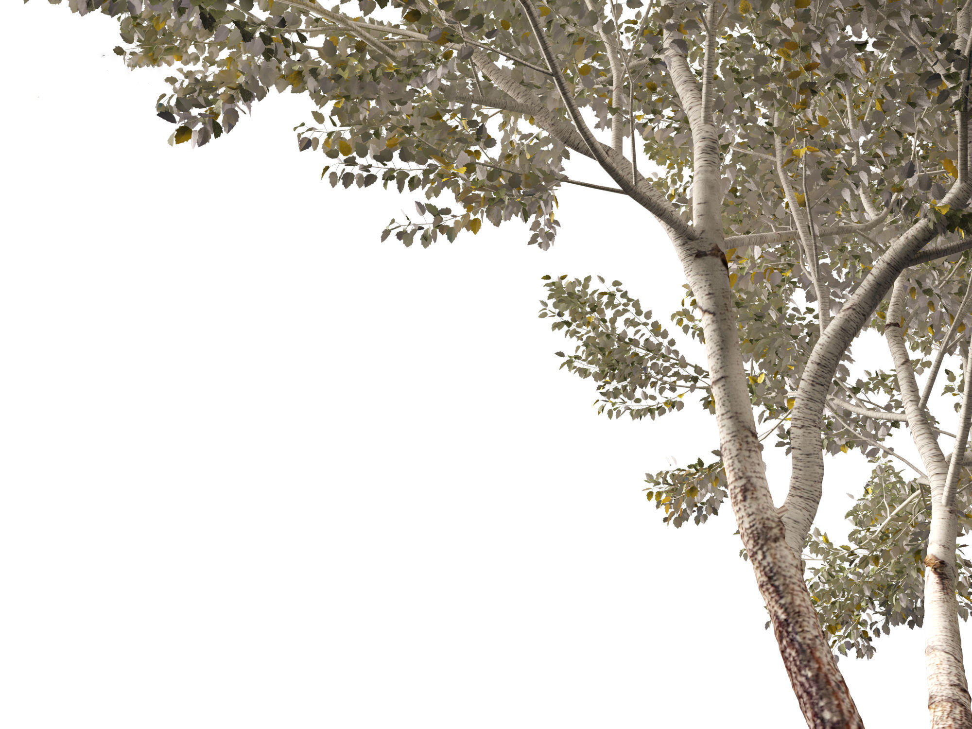 Populus alba - Poplar 3D model_9