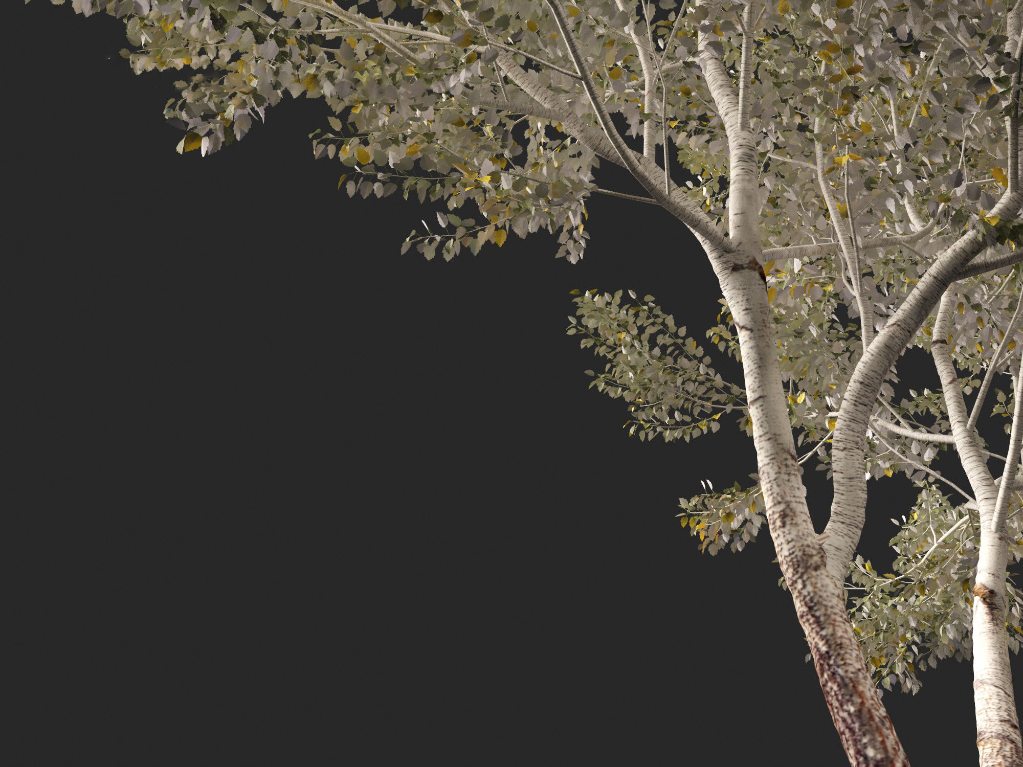 Populus alba - Poplar 3D model_1