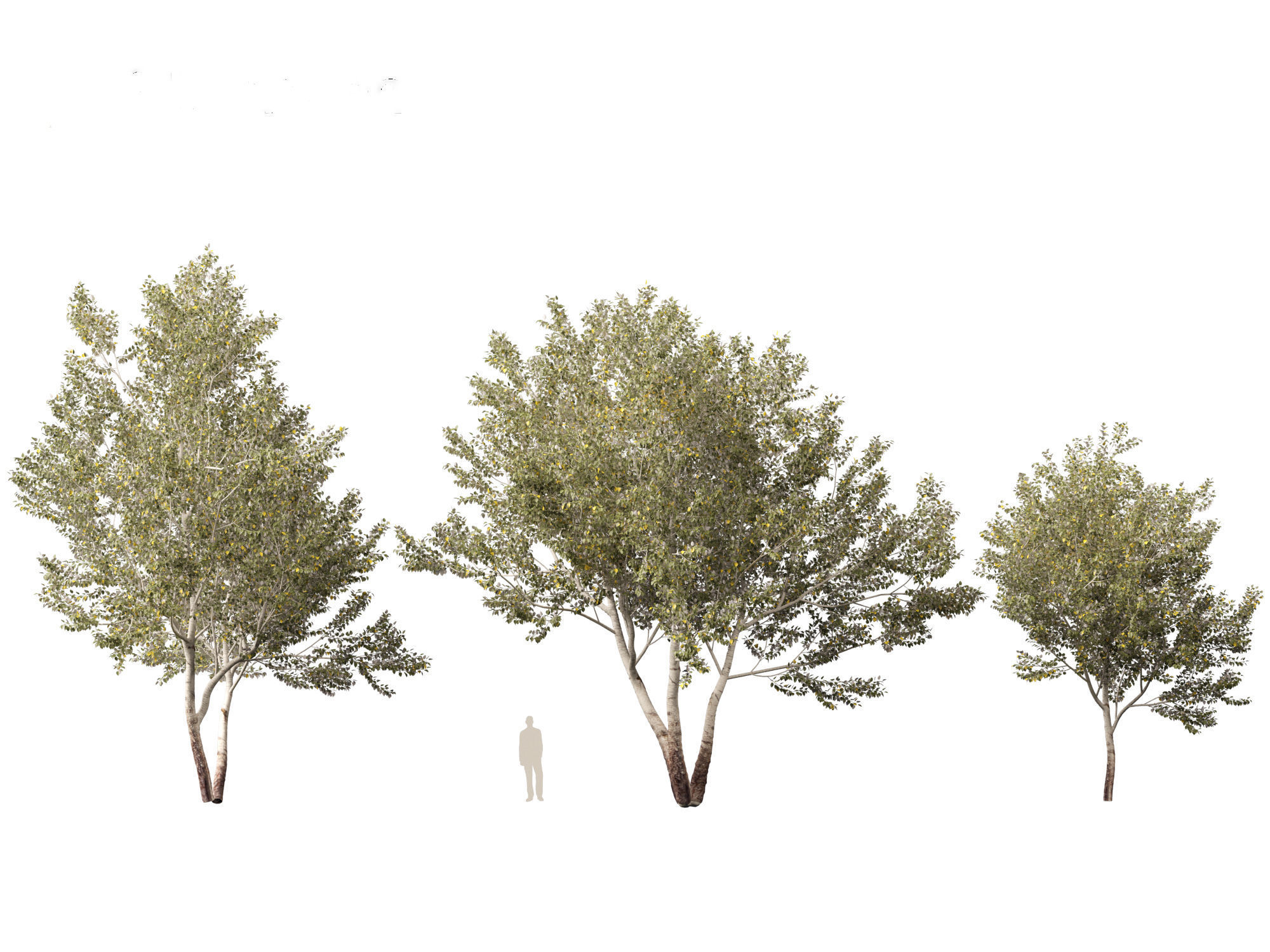 Populus alba - Poplar 3D model_5