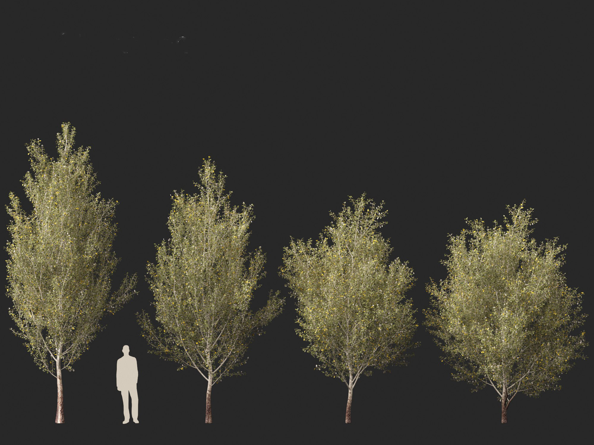 Populus alba - Poplar 3D model_4